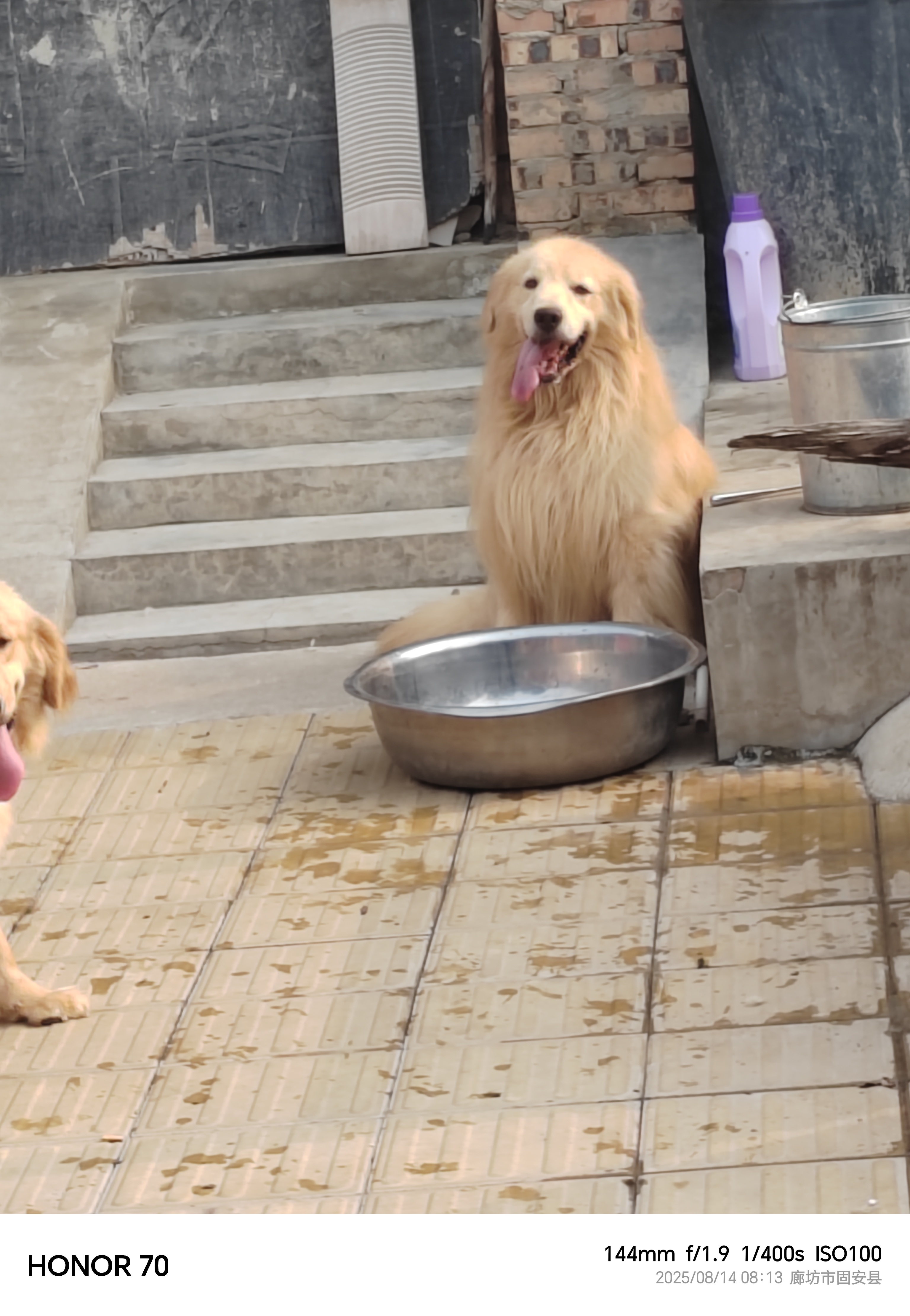 预订金毛幼犬